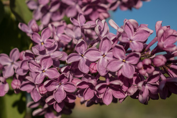 Lilac blossom in spring in the park