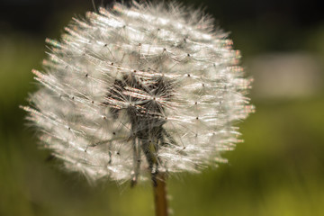 Fluffy dandelion in the morning sun