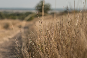 Summer field, sitting in the grass. By the road