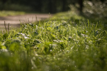 Glow of dew on the grass on an early sunny morning