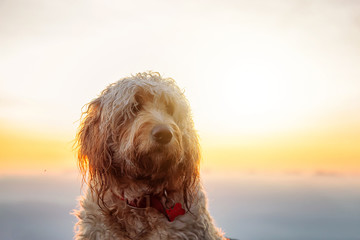Cute and Adorable Dog, Goldendoodle, is on top of a Mountain during a sunny summer sunset. Taken on...