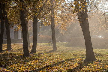 Autumm park in autumm with trees full of orange and yellow leaves