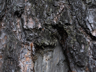 tree bark