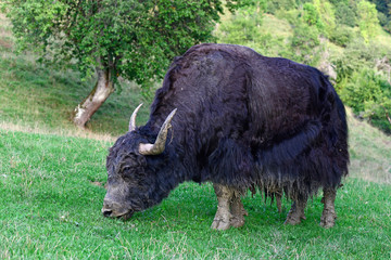 Yak / Hausyak  (Bos mutus) - house yak © bennytrapp
