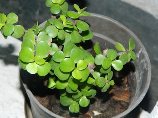 Paisaje naturaleza playa y animales