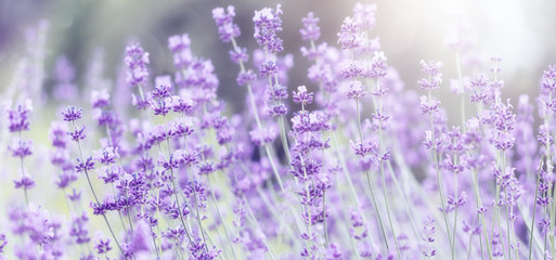 Wide field of lavender in summer morning, panorama blur background. Spring or summer lavender...