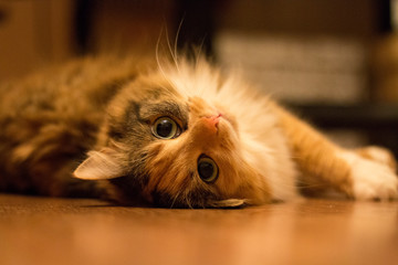 The serious and smart look of a beautiful cat