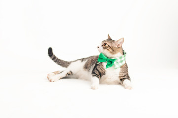 Happy grey striped and white kitten with a green bow tie sitting on a white background