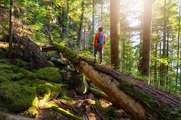 Fototapeta premium Adventurous Man hiking on a fallen tree in a beautiful green forest during a sunny summer evening. Taken in Squamish, North of Vancouver, British Columbia, Canada.