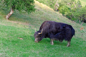 Yak / Hausyak  (Bos mutus) - house yak © bennytrapp