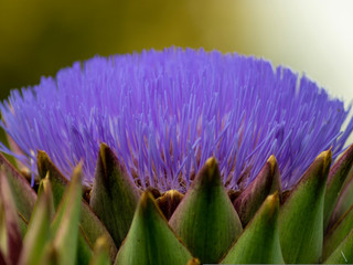 dettaglio cardo
