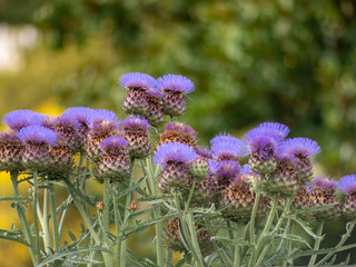 fiori viola