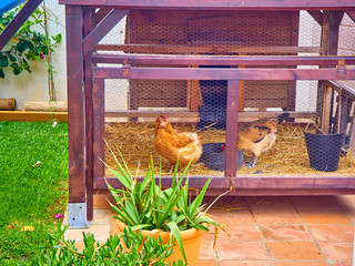 Hens eating grain in his chicken coop. © Álvaro Germán Vilela