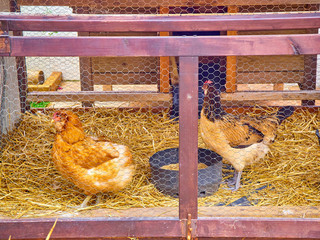 Hens eating grain in his chicken coop. © Álvaro Germán Vilela