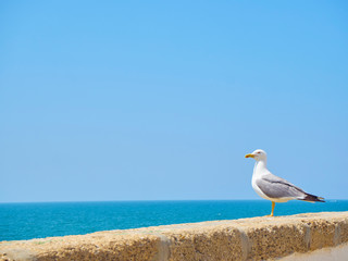 A Seagull looking at the sea.