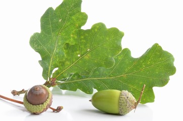 Jesień, grzyby, liście i żołędzie © Pio Si