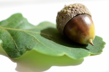 Jesień, grzyby, liście i żołędzie © Pio Si