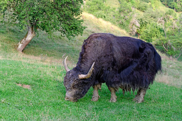 Yak / Hausyak  (Bos mutus) - house yak © bennytrapp