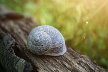 small white snail on the trunk in the nature
