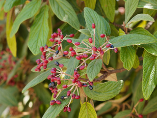 (Viburnum rhytidophyllum) Der Runzelblättriger Schneeball mit Steinfrüchten in unterschiedlichen...