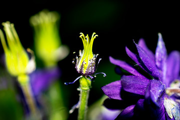 Purple flower