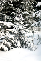 Majestic white firs glowing in the evening sun. Trees are standing in the snow. Picturesque and chic winter scene. Blue tinted.