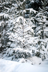 Majestic white firs glowing in the evening sun. Trees are standing in the snow. Picturesque and chic winter scene. Blue tinted.