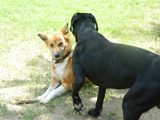 Playa paisaje naturaleza cielo parque y animales