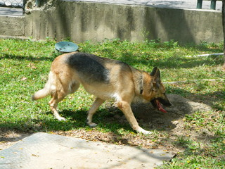 Playa paisaje naturaleza cielo parque y animales