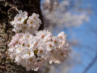 Wide closeup of a bouquet of Somei Yoshino Sakura flowers growing from the trunk of a cherry...