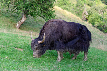 Yak / Hausyak  (Bos mutus) - house yak © bennytrapp