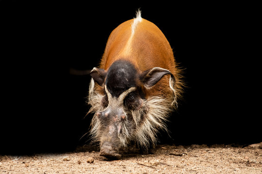 red river hog
