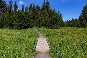 Fototapeta premium Beautiful View of a Path in the Green Forest leading to the Little Crater Lake during a vibrant sunny summer day. Taken in Mt Hood National Forest, Oregon, United States of America.