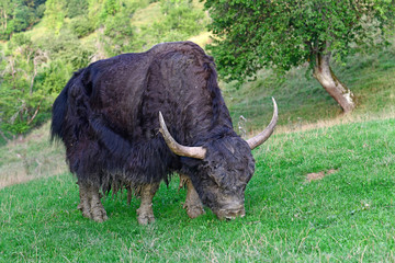 Yak / Hausyak  (Bos mutus) - house yak © bennytrapp