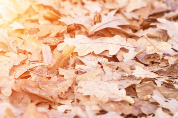 Dry fallen oak leaves in the sunlight on the ground. Selective focus