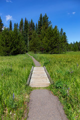 Fototapeta na wymiar Beautiful View of a Path in the Green Forest leading to the Little Crater Lake during a vibrant sunny summer day. Taken in Mt Hood National Forest, Oregon, United States of America.