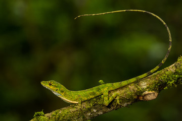  Gem Anole (Anolis gema)