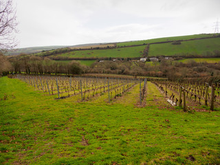 Fototapeta na wymiar Wide angle view of grapevines planted along the slopes of a hill overlooking Nanstallon on a cloudy, rainy day. Bodmin, England. Travel and Cornish Winemaking.