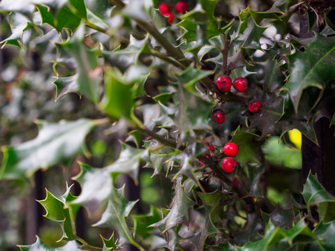 Closeup detail of multiple clusters of Red Dahoon Holly (Ilex cassine) fruits and leaves at an outdoors park. Shallow focus. London, England. Travel and Christmas holidays concept.