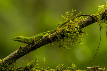  Gem Anole (Anolis gema)