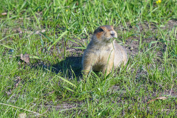 The gopher eats grass after winter hibernation. Soft focus