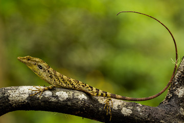 Equatorial Anole (Anolis ecuatoriano)