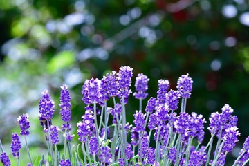 Lavenders  -  blossoms  in the garden with bokeh