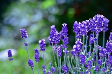 Many lavenders  -  blossoms  in the garden with copy space