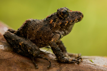Spring Rainfrog (Cutín primavera)