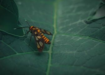 butterfly on a leaf