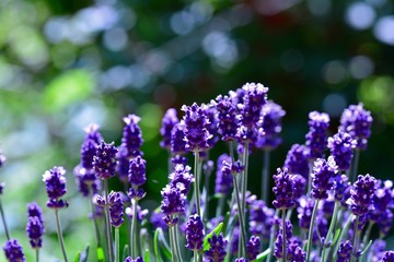 Obraz premium Colorful Lavenders - blossoms in the garden with bokeh