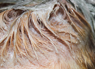 Blond hair with painted in the Barber shop.