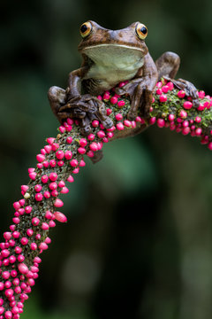 Rusty Tree Frog (Hypsiboas boans)