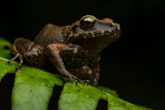 Pastures Rainfrog (Pristimantis achatinus)